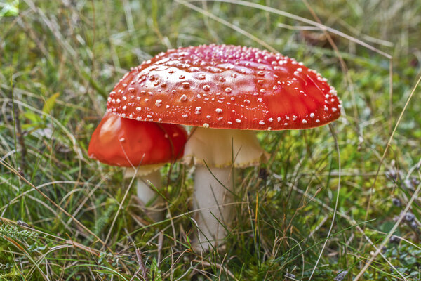 Red mushroom