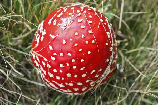 Red mushroom — Stock Photo, Image