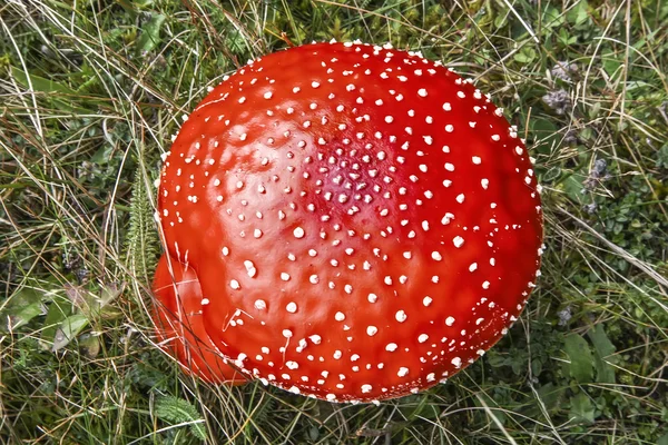 Red mushroom — Stock Photo, Image