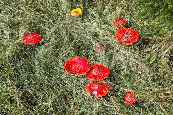 Красный гриб — стоковое фото