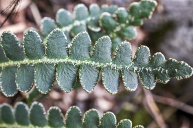 Rustyback fern
