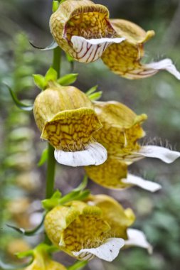 Yunan foxglove