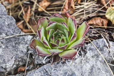 Olağanüstüsarı Sempervirum