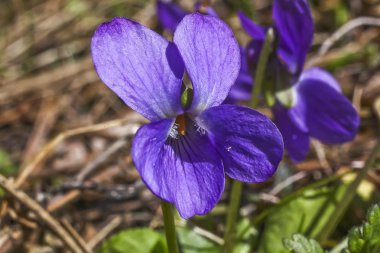 Viola sororia çiçek