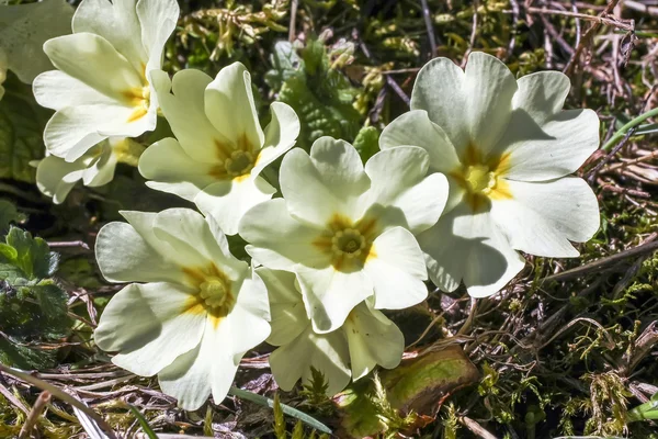 Білі яскраві квіти в полі — стокове фото
