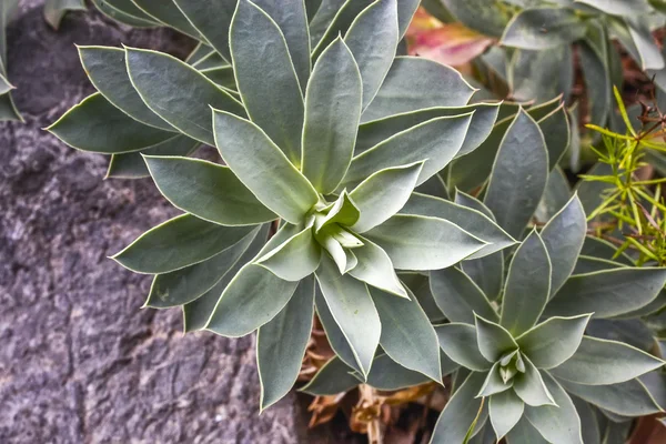 Houseleek plant in the nature — Stock Photo, Image