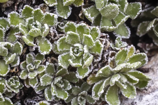 Houseleek Sempervirum with ice — Stock Photo, Image