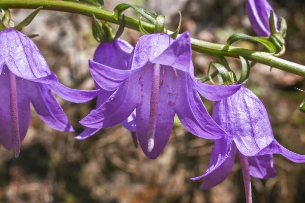 Campanula rotundifolia Harabell — Stock fotografie