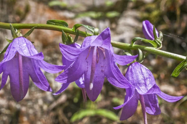 Campanula rotundifolia Harabell — Stockfoto