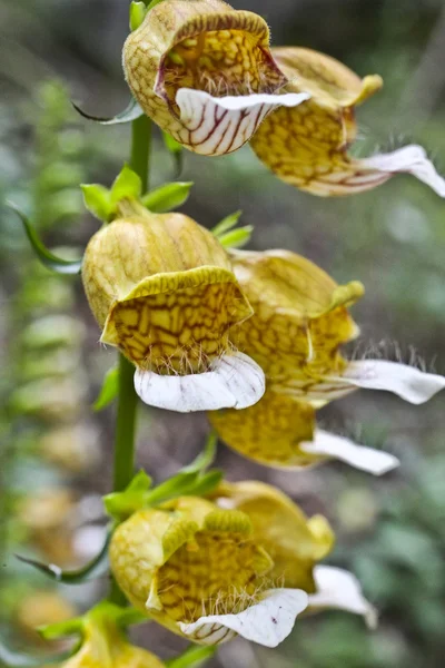 Grecian vingerhoedskruid — Stockfoto