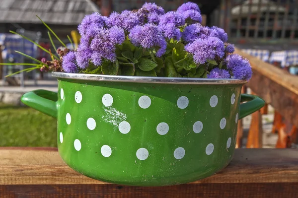 Ageratum floss in the pot — Stock Photo, Image