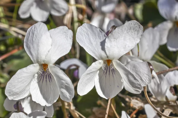 Wit hout Violet bloem — Stockfoto