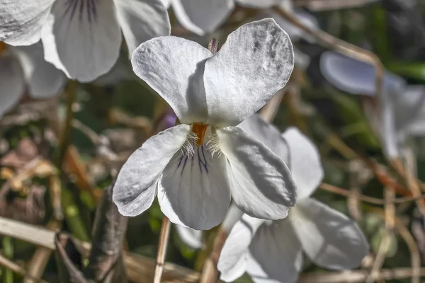 Wit hout Violet bloem — Stockfoto
