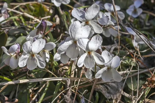 Wit hout Violet bloem — Stockfoto