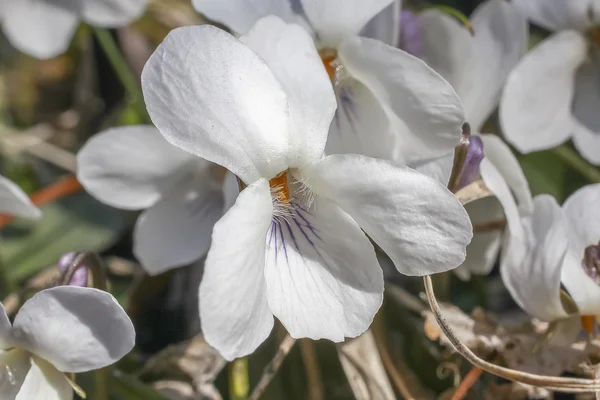 Fehér fa lila virág — Stock Fotó