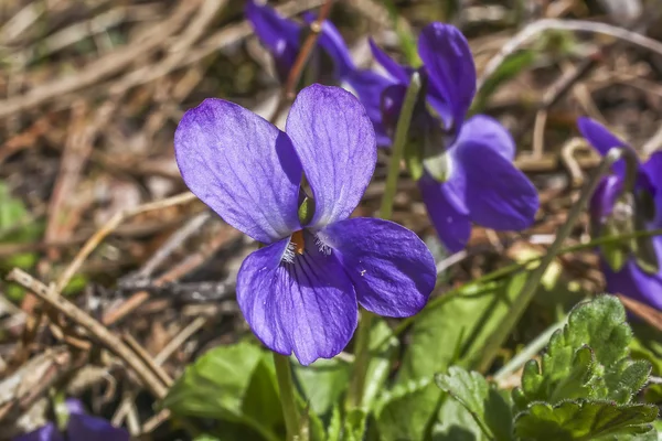 Viola sororia bloem — Stockfoto
