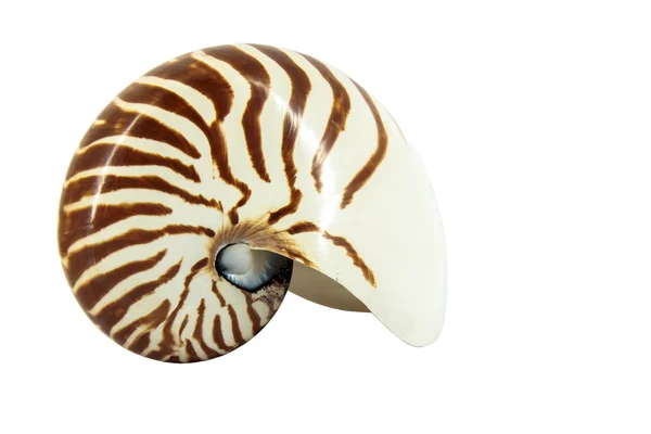 Nautilus-Schale — Stockfoto