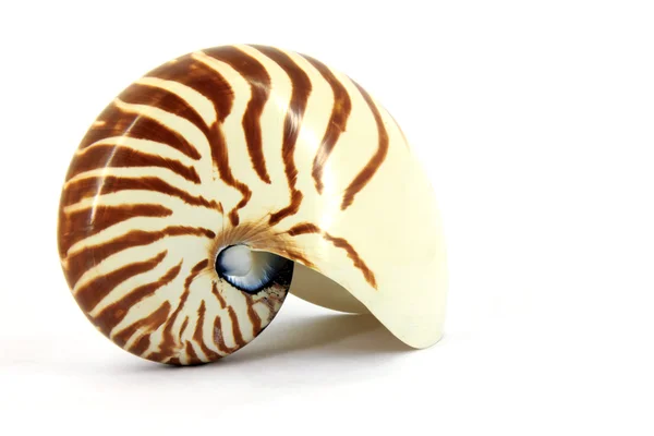 Nautilus-Schale — Stockfoto