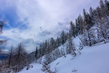 Şiddetli karla kaplı çam ağaçlarının hakim olduğu klasik kış manzarası