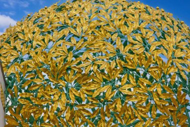 Viyana 'daki Art Nouveau Secession Building' in ikonik, yaldızlı yaprak kubbesine yakın plan görüntüsü.