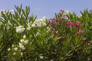 Beyaz ve pembe zakkum