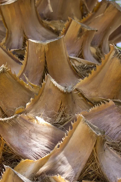 Detail of palm tree — Stock Photo, Image