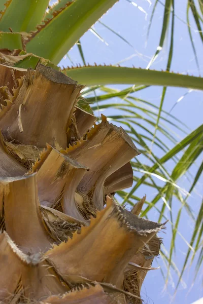 Detalle de palmera — Foto de Stock