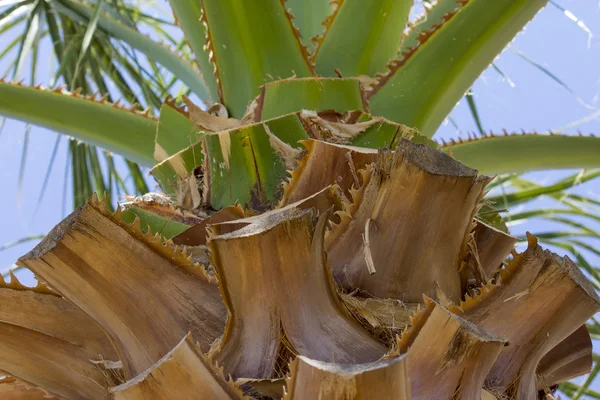 Détail du palmier — Photo