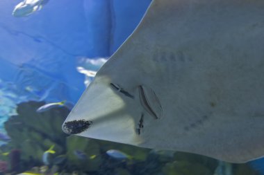 Mavi denizin Stingray