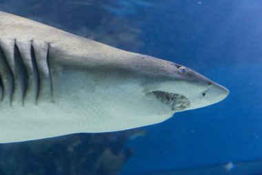 mavi deniz içinde köpekbalığı