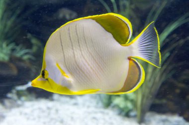 Mercan resifi balığı