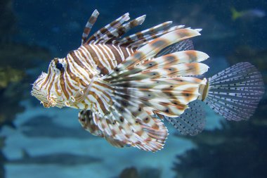 Mercan resif balık - kırmızı lionfish
