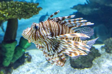 Mercan resif balık - kırmızı lionfish