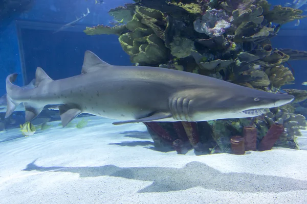 Tiburón en el mar azul — Foto de Stock