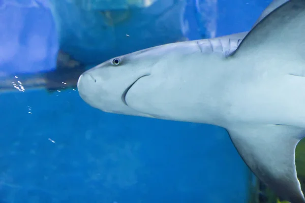 Requin dans la mer bleue — Photo