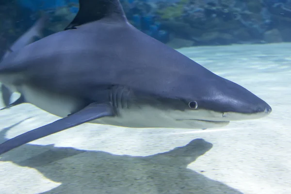 Tiburón en el mar azul — Foto de Stock