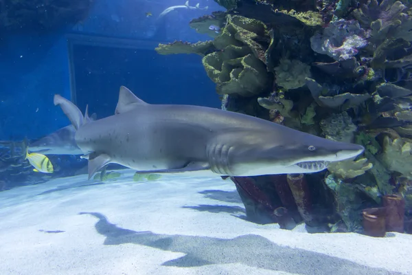 Tiburón en el mar azul — Foto de Stock