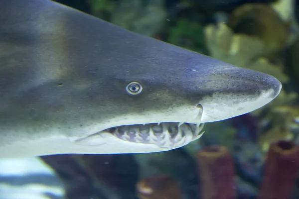 Requin dans la mer bleue — Photo