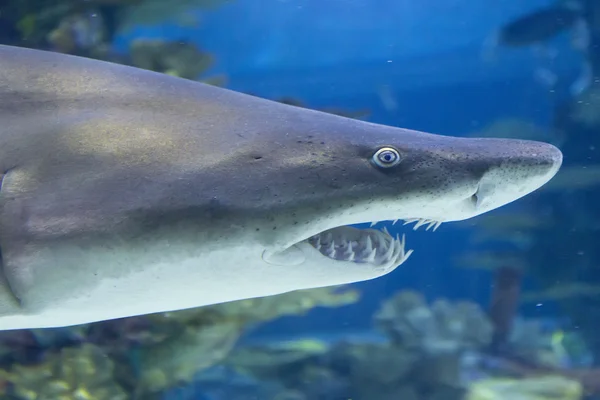 Tiburón en el mar azul — Foto de Stock