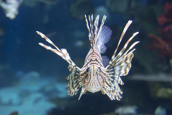 Ψάρια κοραλλιογενών υφάλων - κόκκινο lionfish — Φωτογραφία Αρχείου