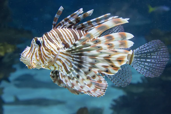 Peixes de recifes de coral - Lionfish vermelho — Fotografia de Stock