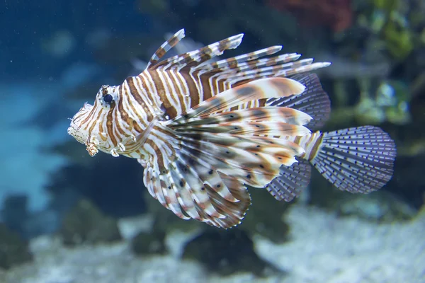 Peixes de recifes de coral - Lionfish vermelho — Fotografia de Stock