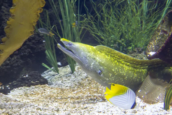 Poisson de récif corallien - Moray — Photo