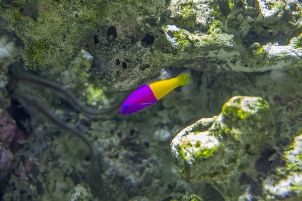 Ryby korálové útesy Stock Snímky