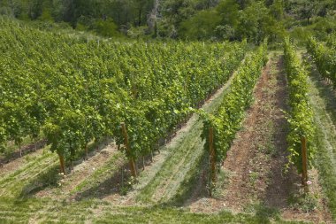 Güneş bağında genç