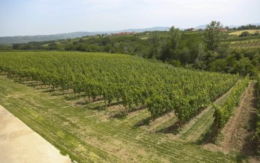 Güneş bağında genç