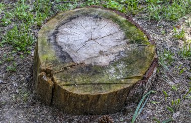 Çınar ağacının güdük