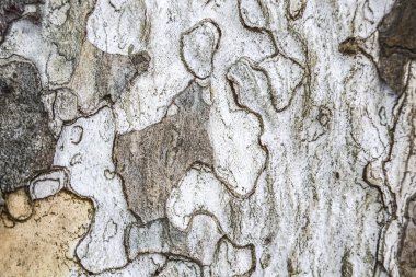 Çınar ağacının kabuğu