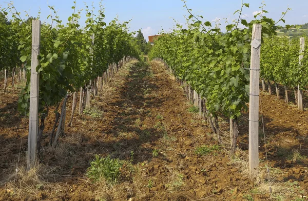 Young Vineyard on the sun — Stock Photo, Image