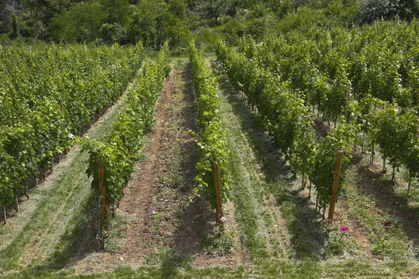 Young Vineyard on the sun — Stock Photo, Image